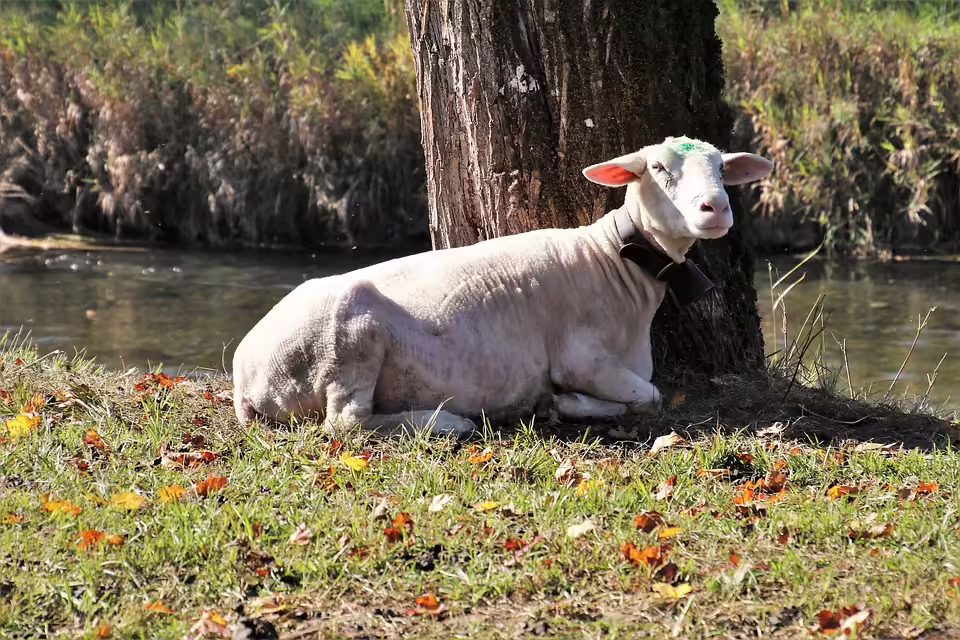 SMS-Betrug im Bezirk Gmunden: 37-Jähriger verliert Kontodaten