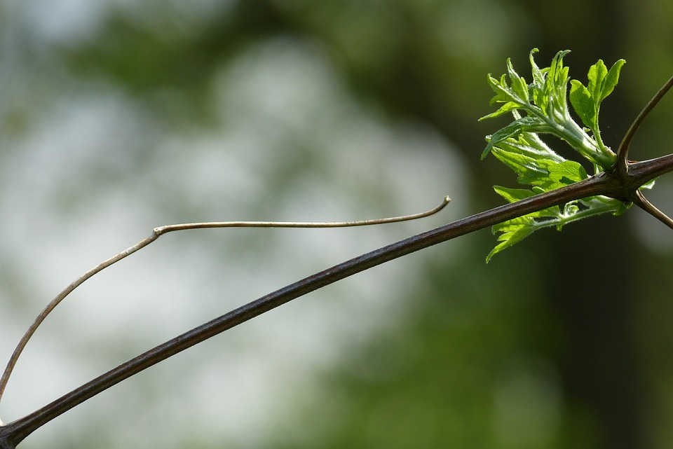 SPÖ im Umbruch: Rücktritt und Neuanfang im Salzkammergut