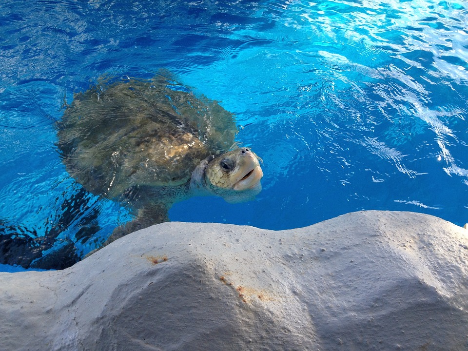 SPÖ setzt im Wahlkampf auf geleistete Regierungsarbeit und Projekte