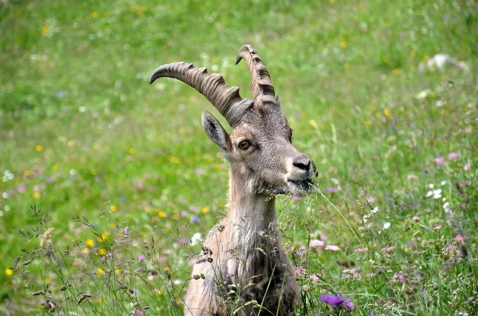 SV Horn trennt sich von Trainer Riederer: Ein Neuanfang in der 2. Liga