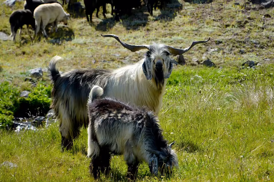SV Horn zieht Konsequenzen: Trainer Riederer nach Niederlage entlassen