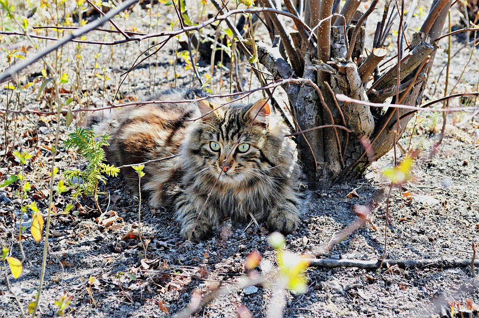 SV Ried überrascht in der 2. Liga: Auftaktsieg und Admira-Ausrutscher!