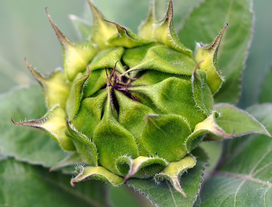 Salzburg plant Bus-Ausbau nach S-Link-Aus: Neue Linienführungen im Blick