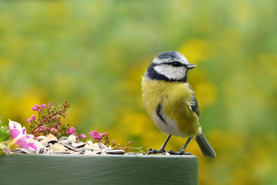 Salzburgs S-Link in Gefahr: Anrainer fürchten um historische Altstadt