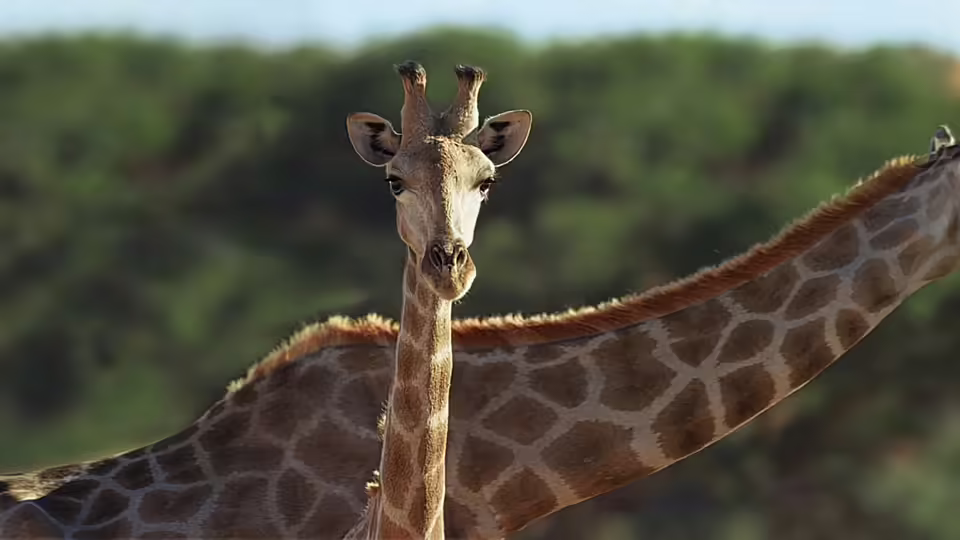 Salzburgs Stadtbudget 2025: Große Investitionen trotz sinkender Einnahmen