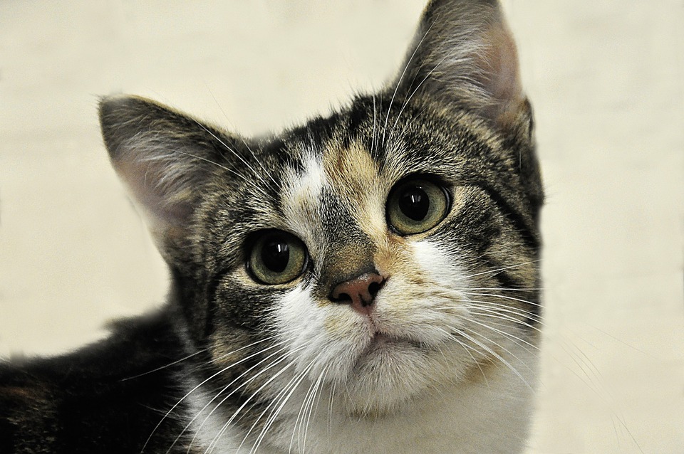 Schnäppchenmarkt und Kaffeeecke: Tierheim Schlosser öffnet seine Tore