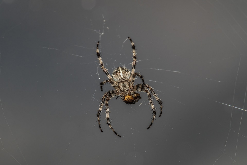 Schrecklicher Vorfall: Kater Konstantin nach Schüssen in Pflege