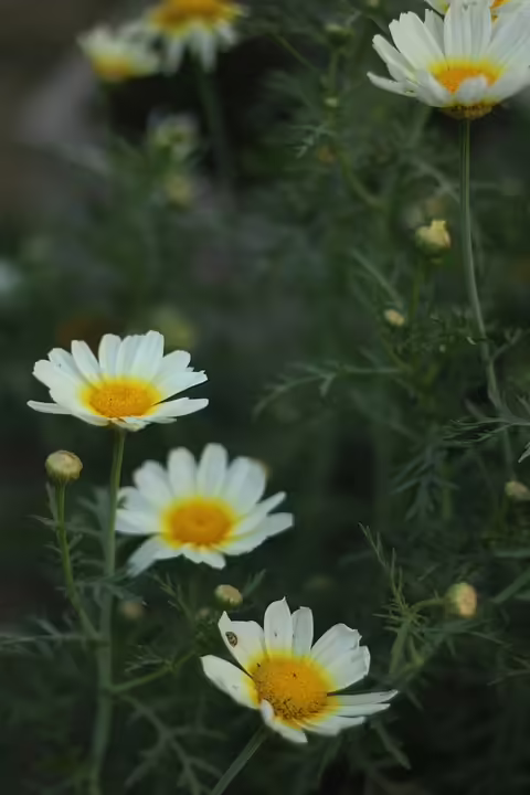 Schüsse am Yppenplatz: Verdächtige nach dreimonatiger Fahndung gefasst