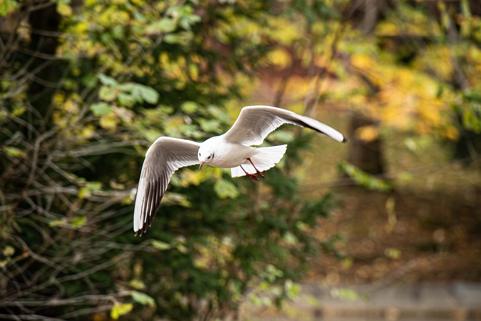 Schwarzfahrer fliegt mit Delta von New York nach Paris