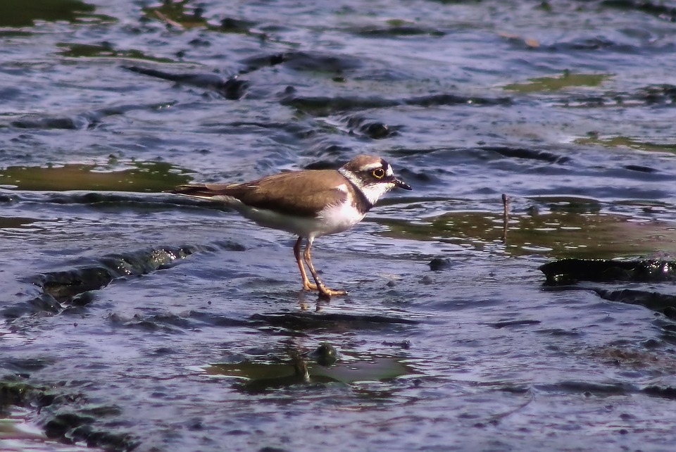 Seniorenfeier in Lambach: Weltpremiere des ABZ-Marsches begeistert Besucher