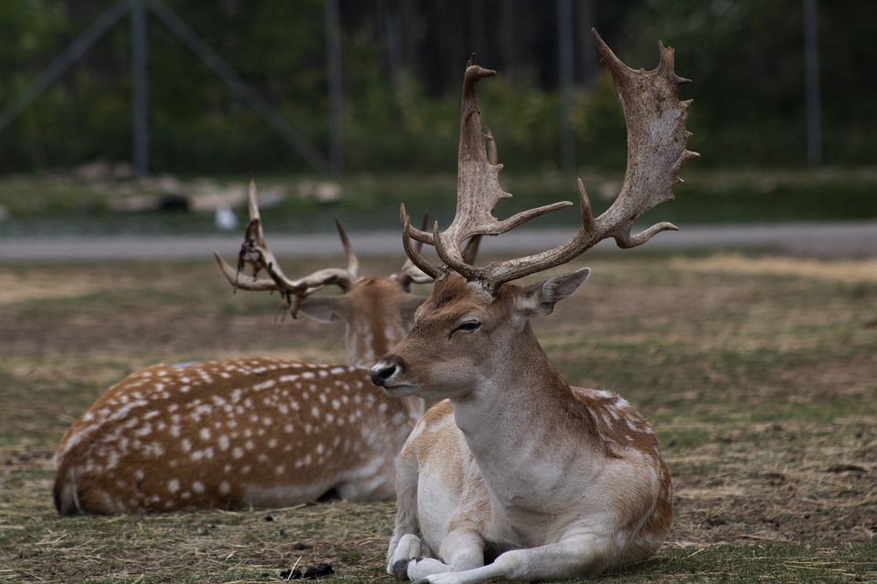 Silvesterlauf in Peuerbach: 2.500 Stunden ehrenamtlicher Einsatz für den Erfolg