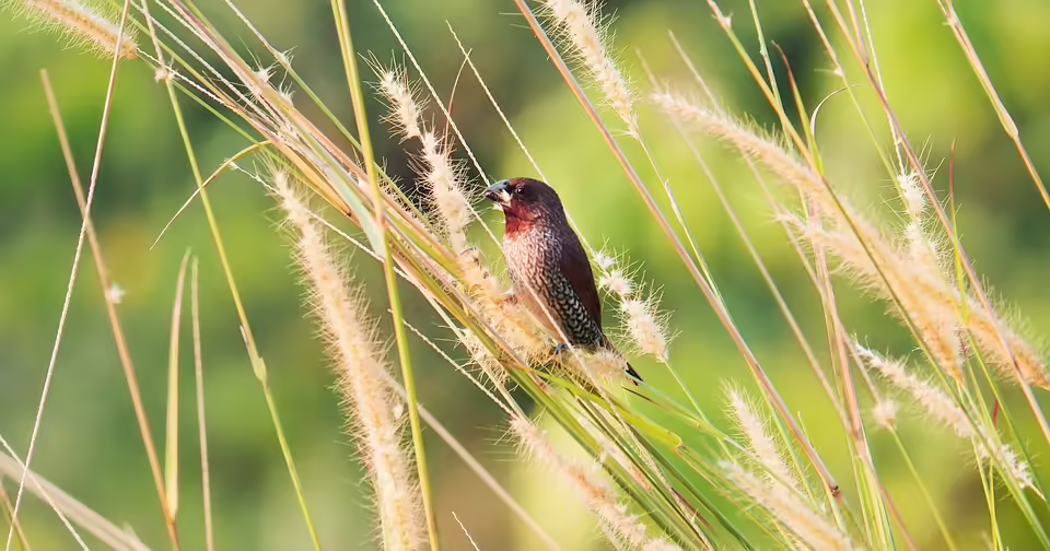 Skulpturen-Vernissage in Eichgraben begeistert Besucher mit Kunst und Musik