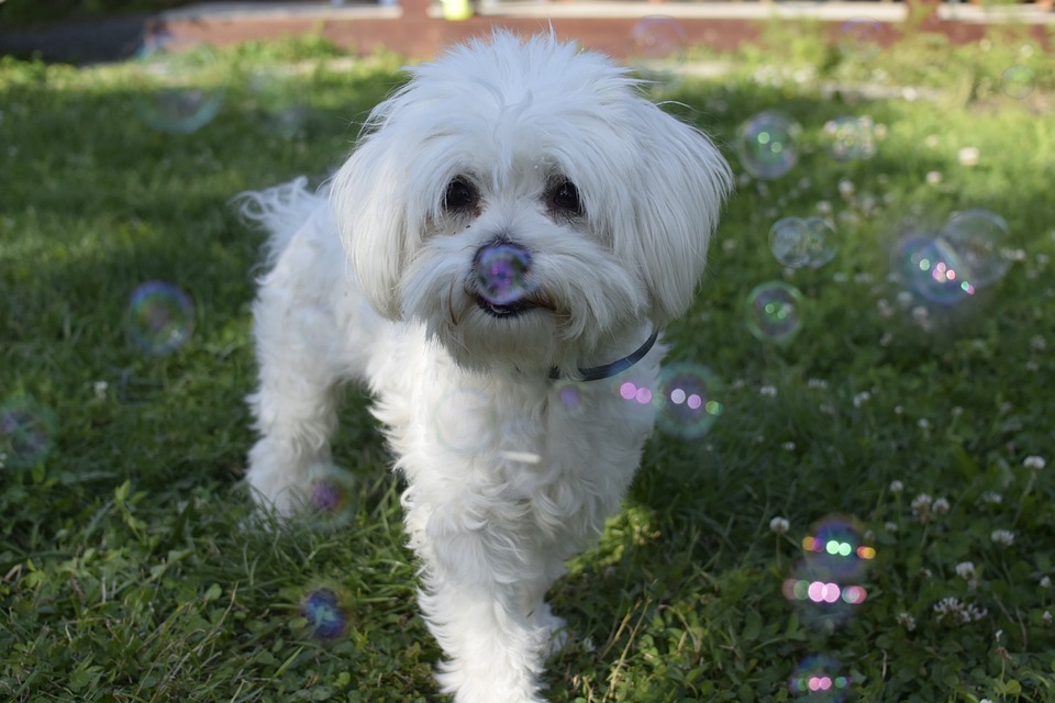 Sonja Haiberger und Roko: Erste Hilfe spielerisch für Kinder im Bezirk Rohrbach