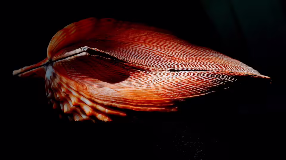 Starke Damen der Mühlviertel Volleys setzen Siegesserie fort