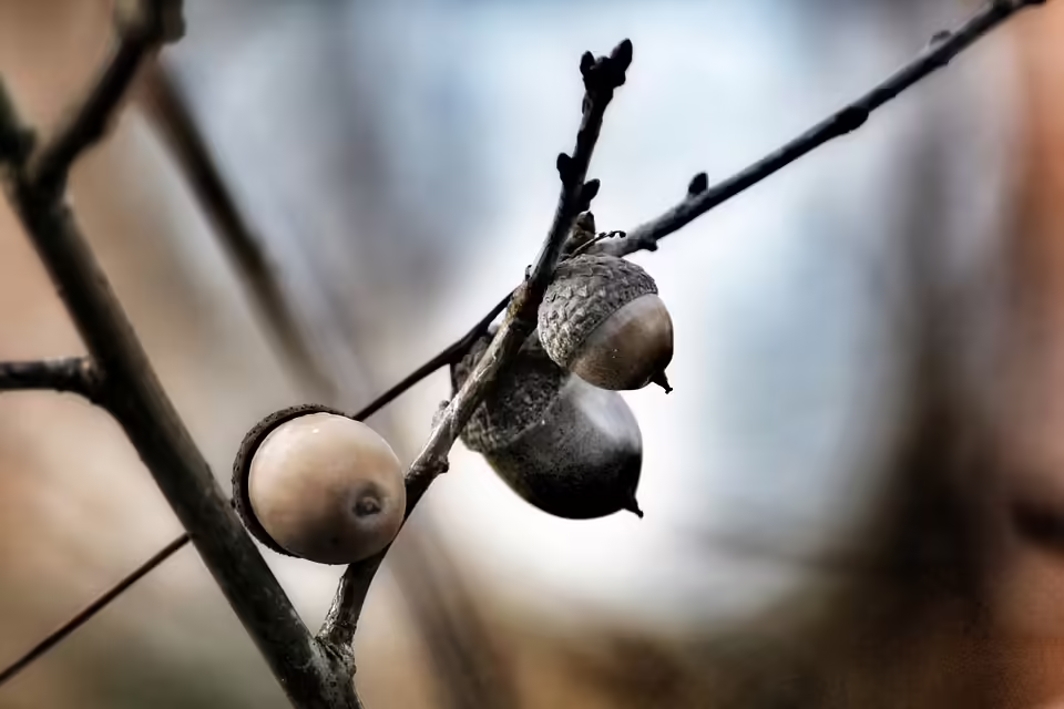 Stefan Burmetler: Tischfußball-Held erobert Garlando mit drei Titeln
