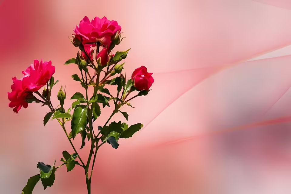 Theaterherzen aufgepasst:  Der 75. Geburtstag  in Kleinweikersdorf!