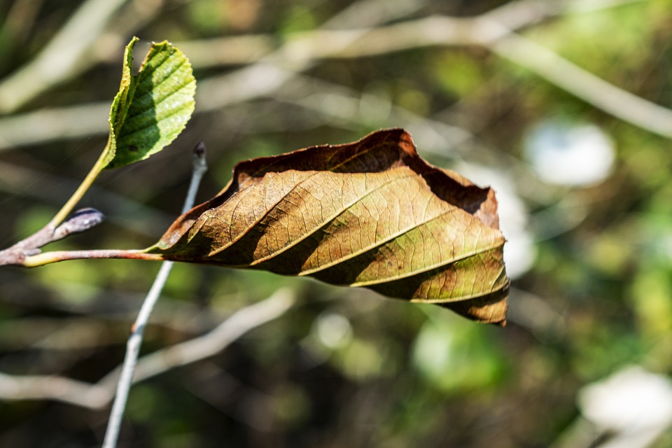 Tickets zu gewinnen: 50. Galakonzert der Tiroler Kaiserjägermusik
