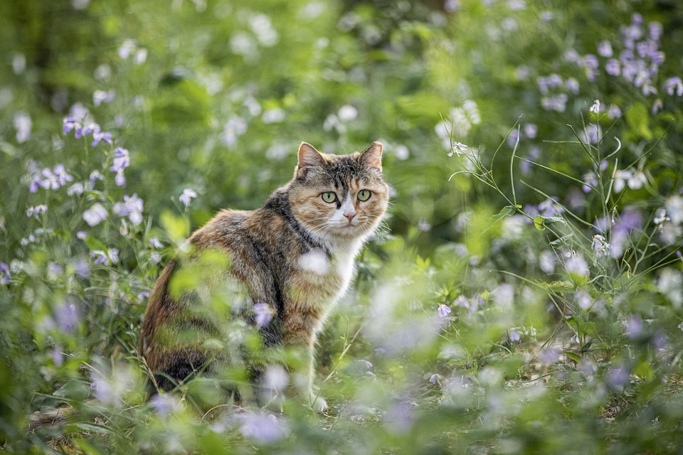 Tierquälerei in Koppl: Katze Elli nach Schussverletzung gestorben