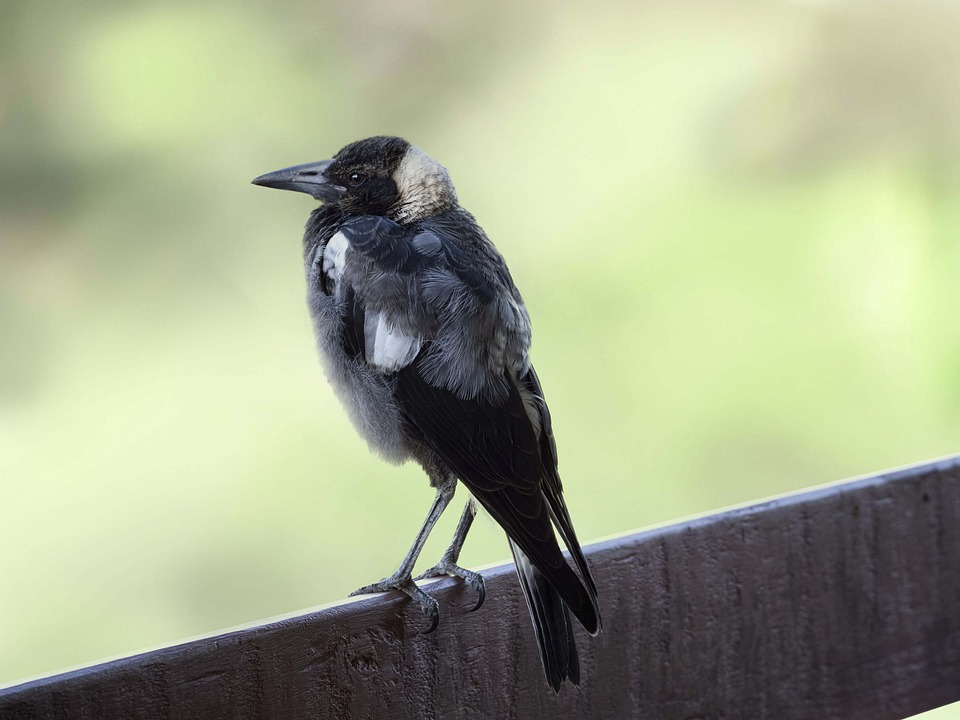 Tierquälerei in Landeck: Jugendlicher verletzt Kuh schwer – Polizei ermittelt