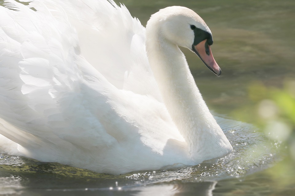 Tödlicher Tauchunfall im Mühldorfer Weiher: Tragisches Ereignis in Feldkirchen
