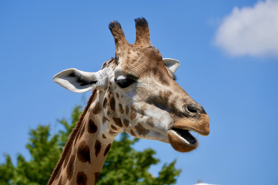 Tödlicher Unfall auf dem Franz Jonas Steig in Neunkirchen