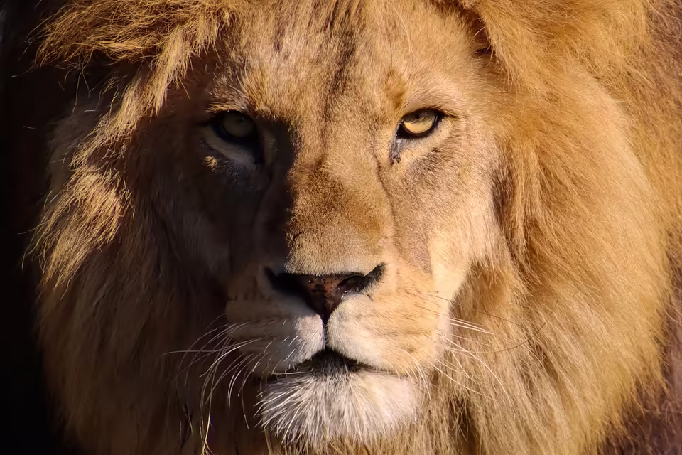 Traiskirchen Lions erleiden überraschende Niederlage gegen Oberwart