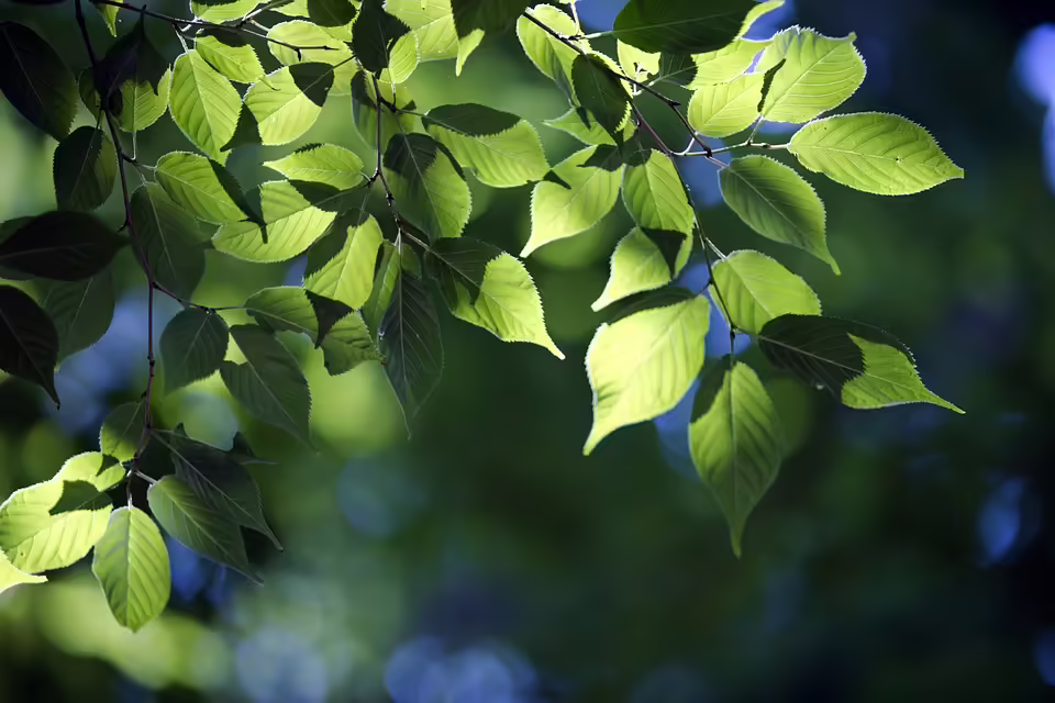 Union Berlin vs. SC Freiburg: Ein Schiedsrichter mit einer besonderen Bilanz