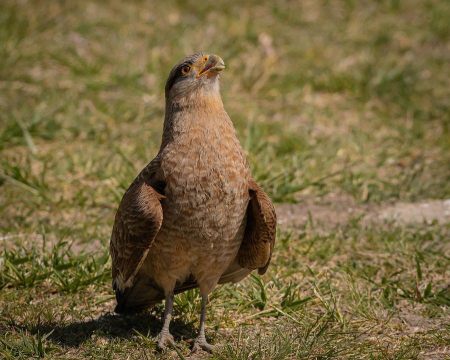 Verdächtige nach Entführung im Waldviertel in Untersuchungshaft