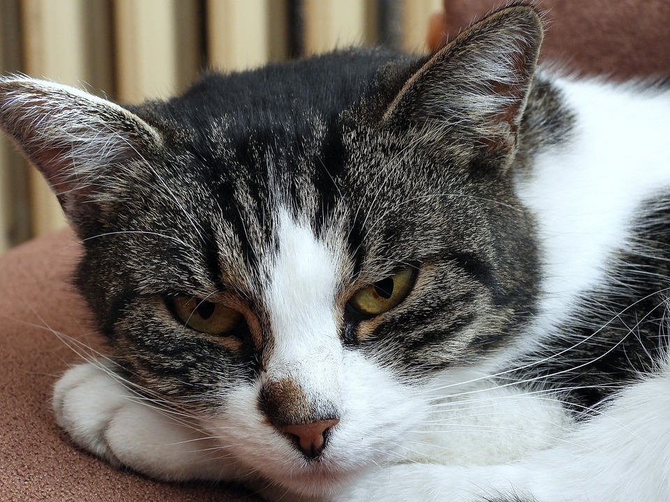 Verkehrsunfall in Favoriten: Straßenbahnlinien O und 11 betroffen