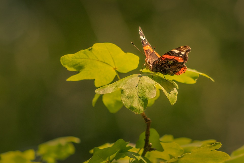 Vermisster Wanderer nach über einem Monat im kanadischen Schnee gefunden