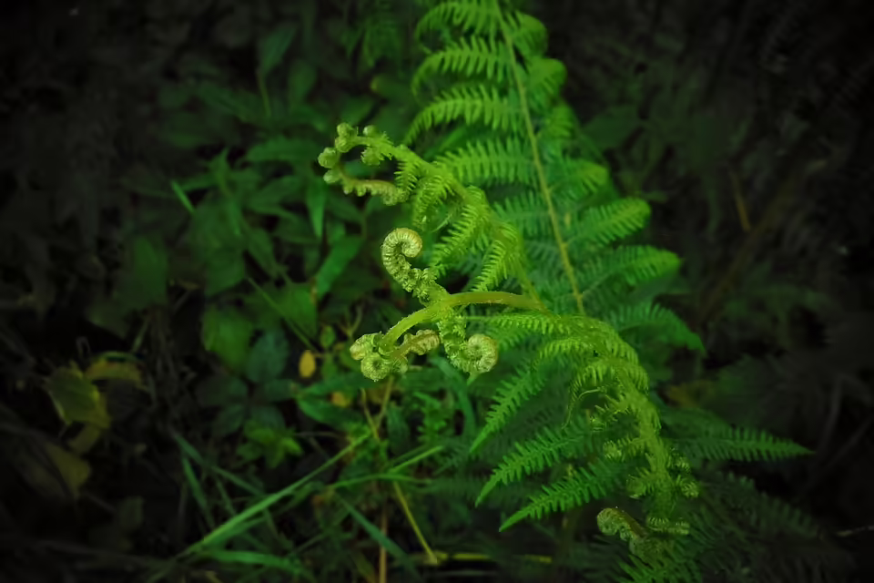 Vielfältige Events in Neunkirchen: Ein Blick auf November 2024