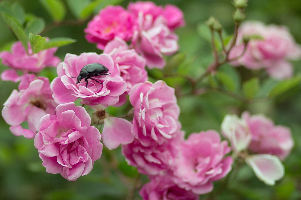 Vielfalt für Bildung und Karriere: Jobmesse am 19. März in Hollabrunn
