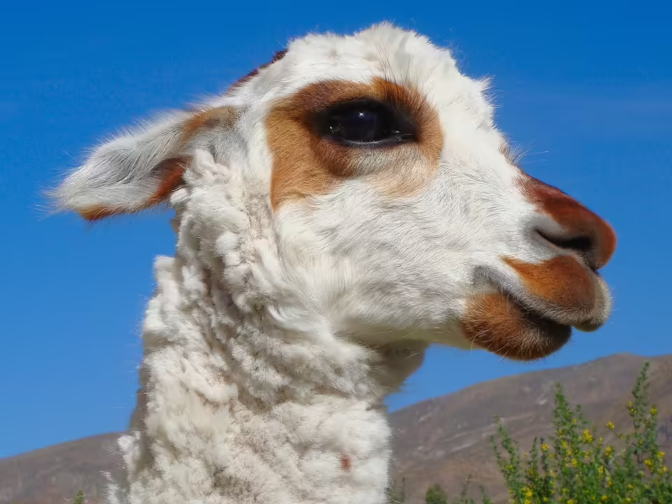 Vier Jahre nach dem Wiener Terroranschlag: Ein Blick auf die Deradikalisierung