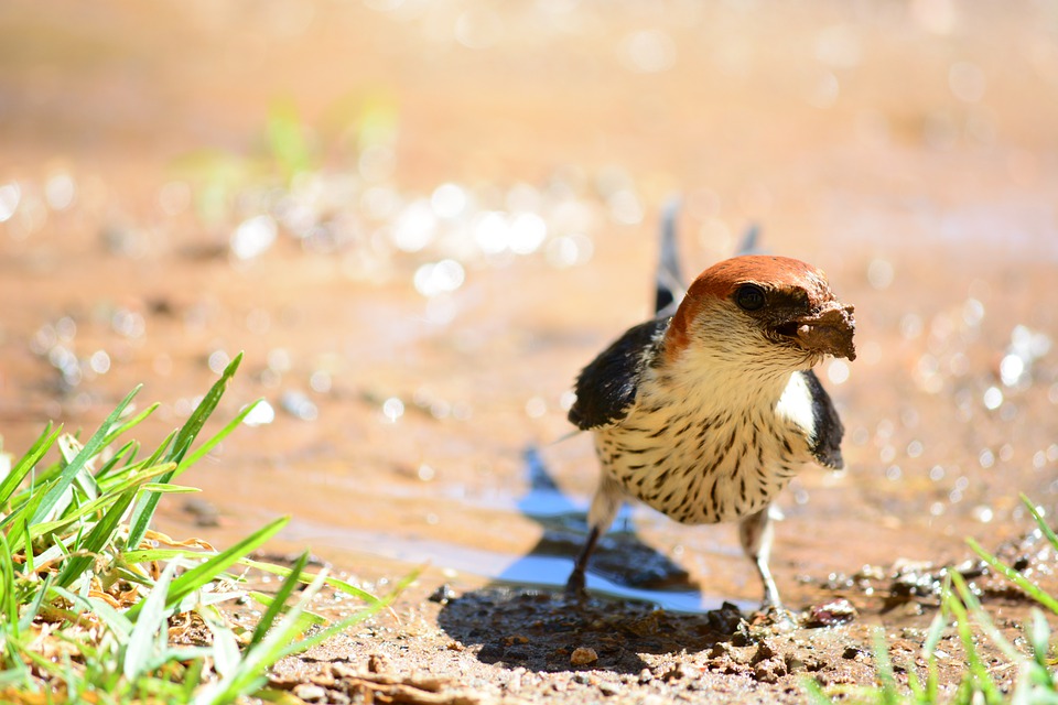 Vösendorf überwintern auf dem letzten Platz: Trainer bleibt optimistisch