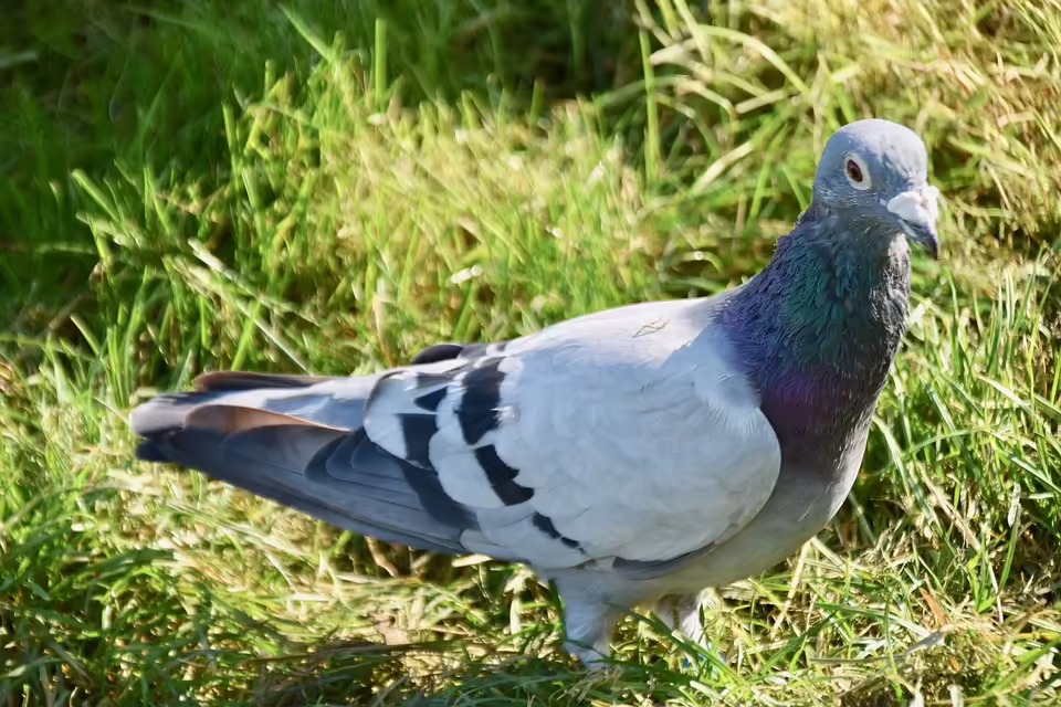 Vogelgrippe im Bezirk Melk: Maßnahmen und aktuelle Lage der Betriebe