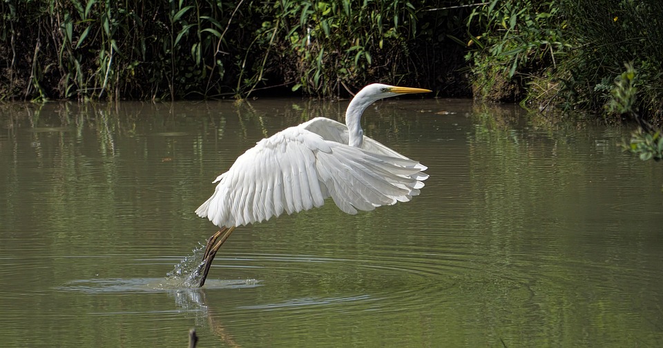 Vogelgrippe im Bezirk Neunkirchen: Anleitung zu Schutzmaßnahmen