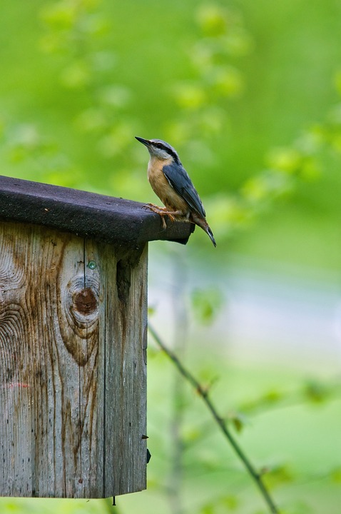 Vogelgrippe in Amstetten: Entwarnung für niederösterreichische Bauern