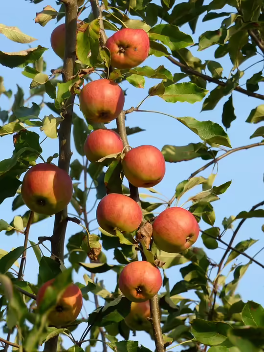Volksbefragung zur Salzburger Mobilitätslösung: Kosten und Nutzen im Fokus
