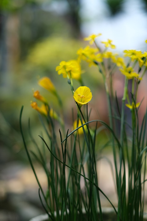 Voller Garten: Kinder ernten 40 kg Erdäpfel aus 5 kg Samen