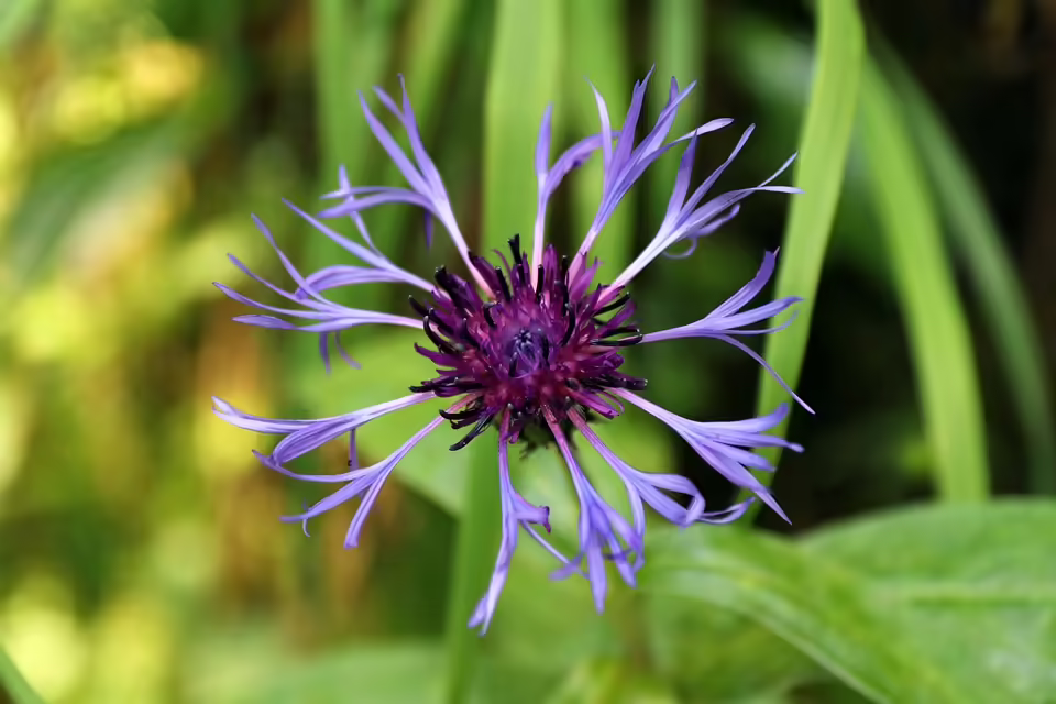 Vorarlberger Landtag: Frischer Wind und sinkende Frauenquote