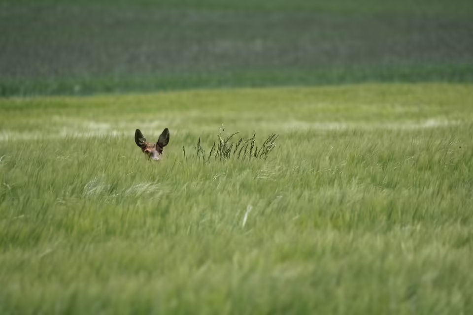 Vorsicht in Horn-Lehe: Trickbetrüger stehlen von Seniorin