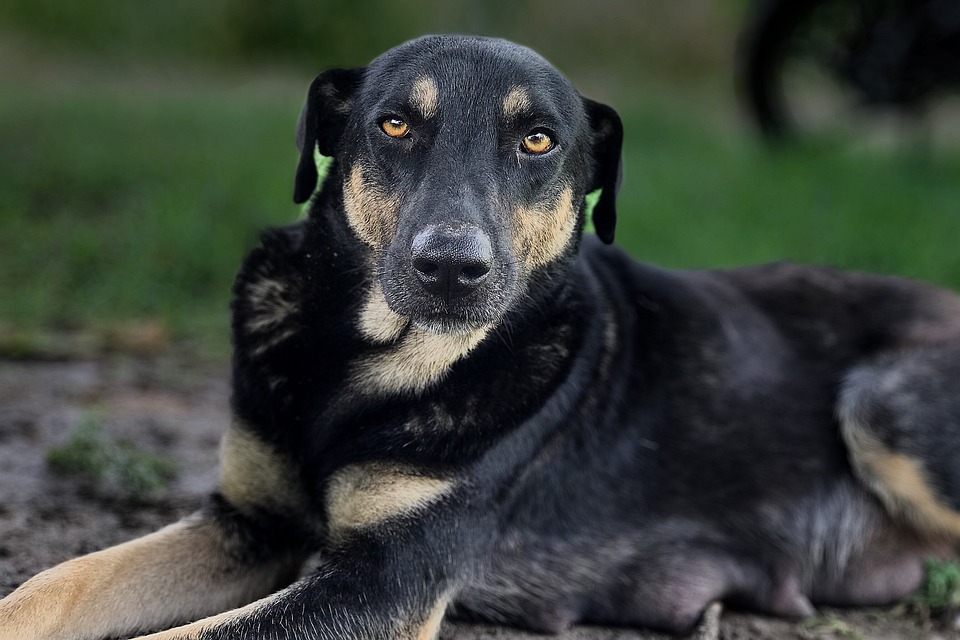 Vorsicht vor Bestellbetrug: Polizei warnt in der Weihnachtszeit
