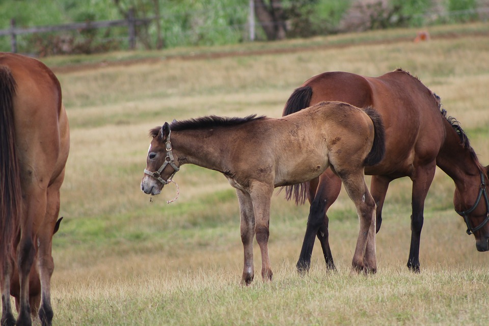 Vorweihnachtliche Aktion: Kostenloses Angebot für Salzburger Innenstadt
