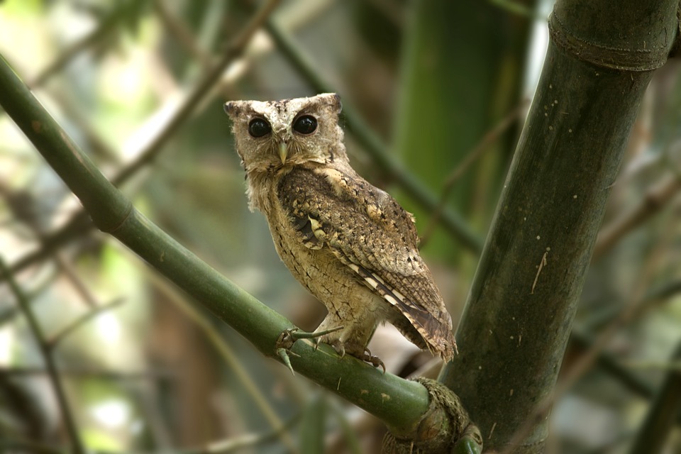 Wahlhelfer gesucht: Stadt Horn-Bad Meinberg braucht Ihre Unterstützung!