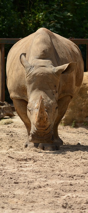 Weihnachtszauber in Horn: Chlaustag mit Punsch, Geschenken und Glück