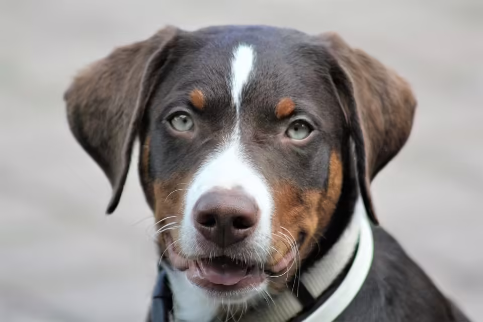 Weihnachtszauber in Weitersfelden: Ein Blick ins heimische Weihnachtsmuseum