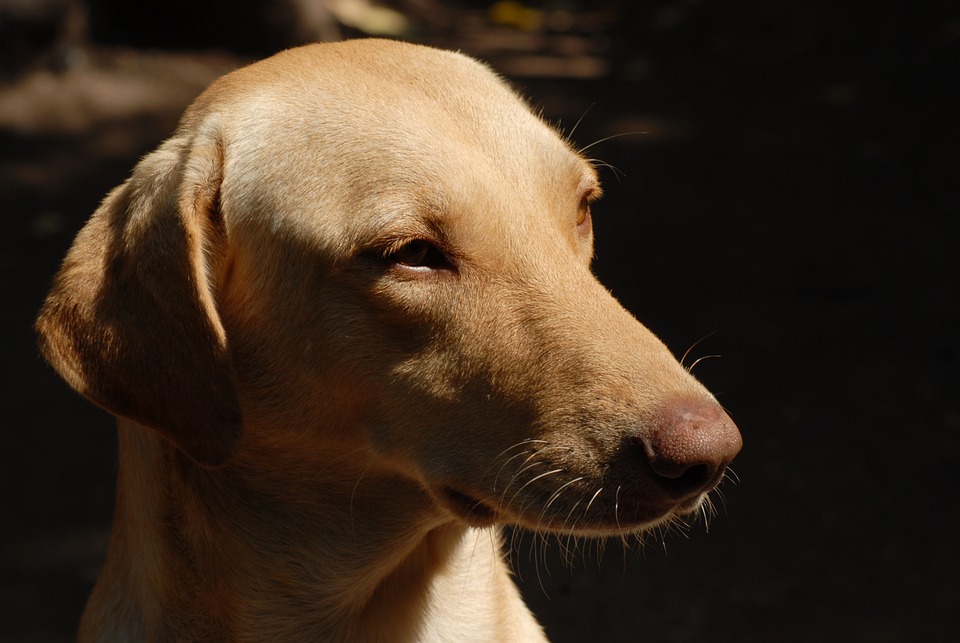 Welser Weihnachtswelt: Regional einkaufen für mehr Zusammenhalt