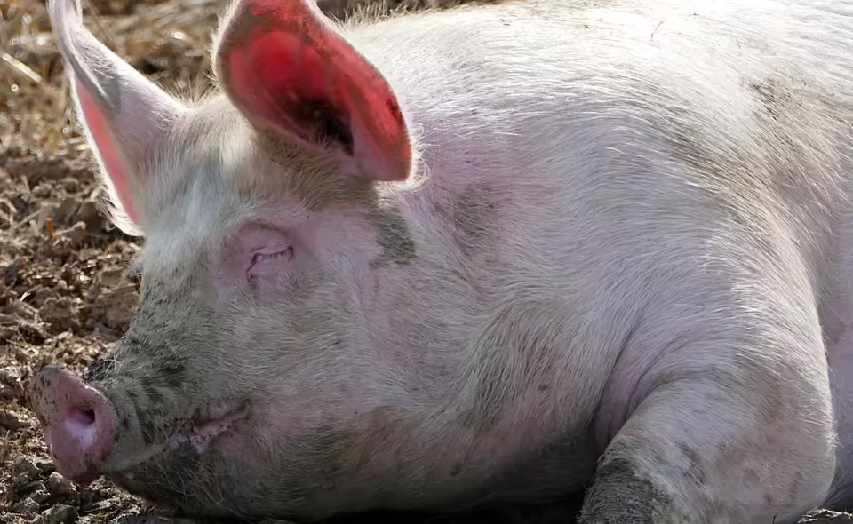 <p><strong>Wettervorhersage für Villach: Kühle Tage und Schneefall im November</strong></p>