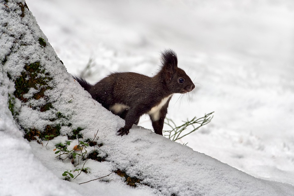 Wetterwarnung in Bregenz: Schnee und Kälte erwarten uns