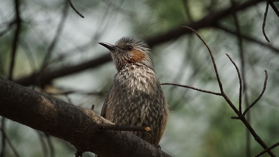 Wien, Eisenstadt und Budapest: Frauen gestalten Seelsorge neu